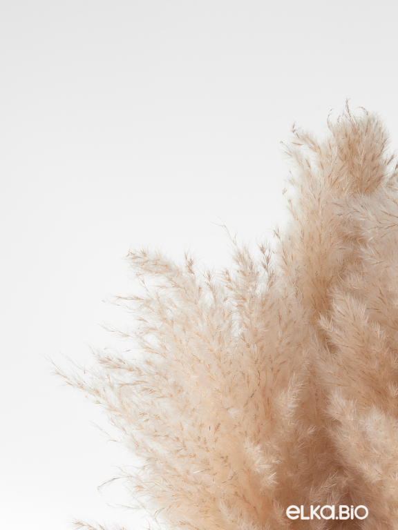 Пампасная трава кортадерия натуральная (3шт) М152