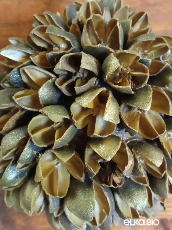 Декоративный шар из бакули Бакули в золоте П48-В42