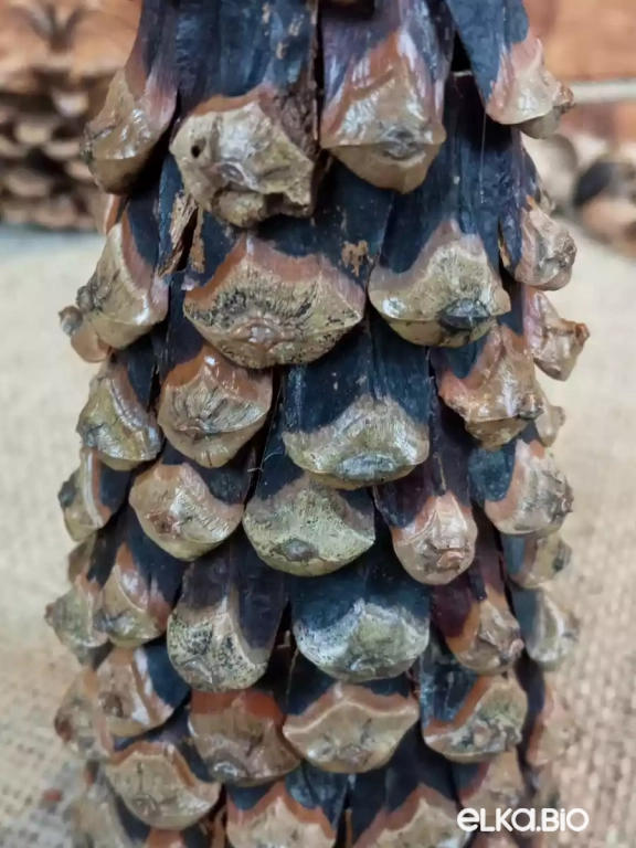 Настольная декоративная елка из сосновых чешуек Магия сосны Т60-В23 Настольная декоративная елка из сосновых чешуек Магия сосны Т60-В23