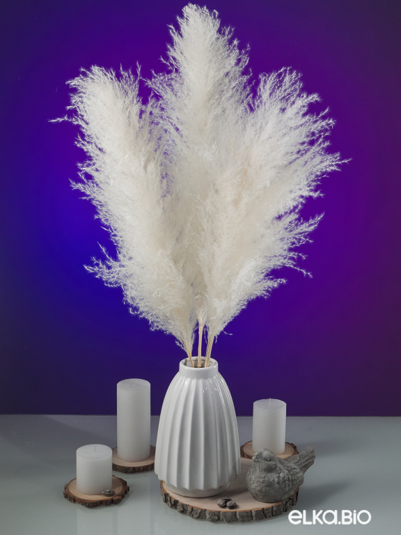 Пампасная трава белая кортадерия (3шт) М149