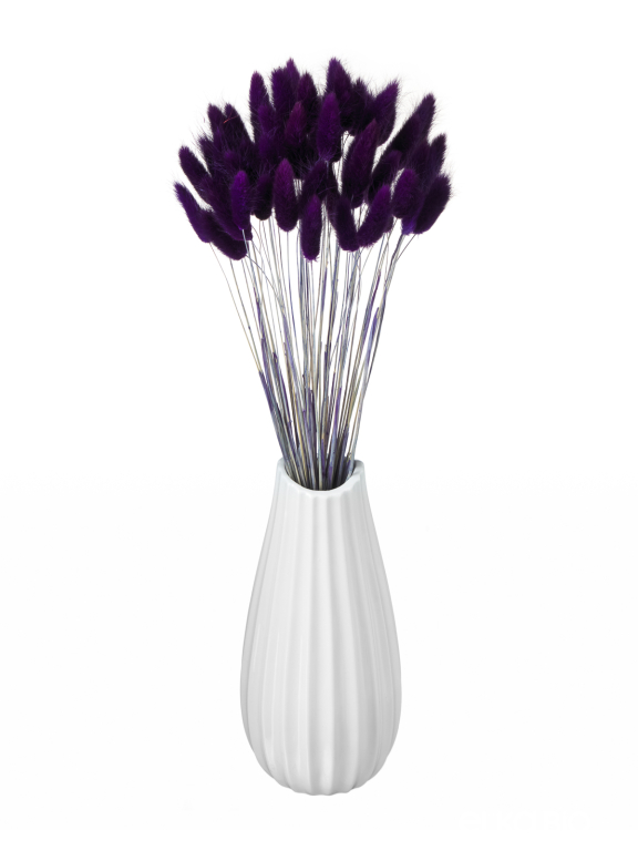 Лагурус фиолетовый высший сорт - 60 шт