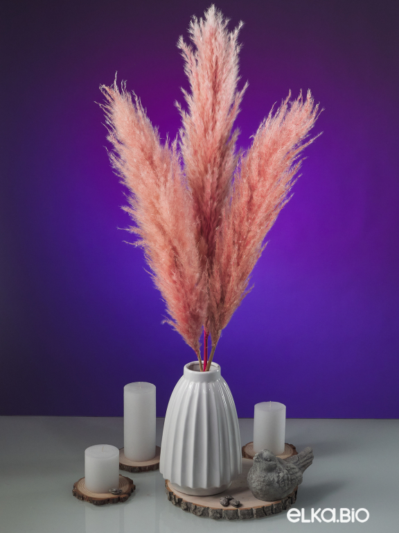 Пампасная трава кортадерия розовая (3 шт) М153