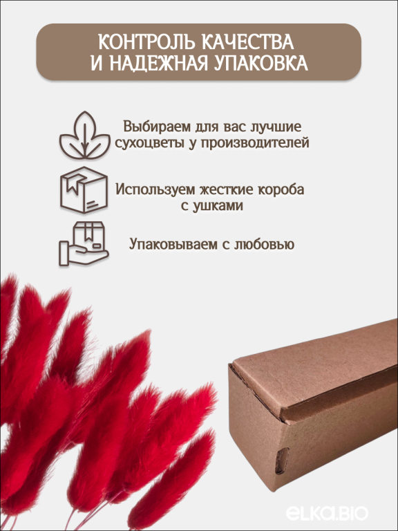 Лагурус красный 30 шт. Высший сорт. Высота 25-35 см М477