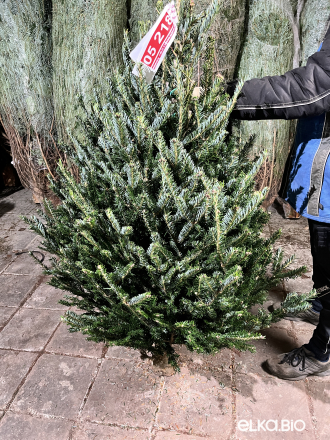 Пихта Фразера срезанная 1.50 - 1.75