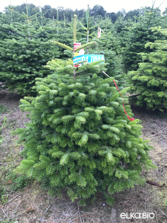 Пихта Нордмана срезанная 1.25 - 1.50