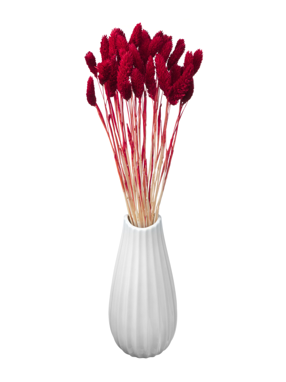 Фалярис бордовый (40шт) М104 Фалярис бордовый (40шт) М104