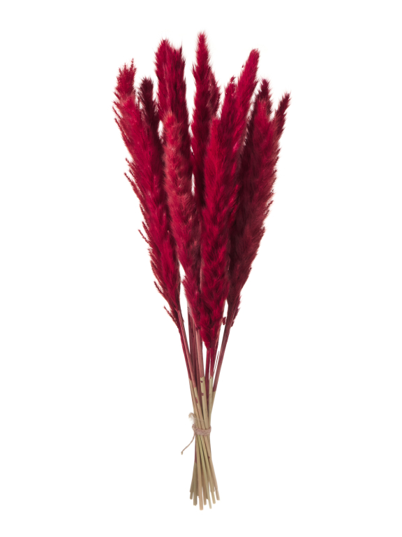 Трава сухоцвет пампас мини 90 шт. бордовый первый сорт