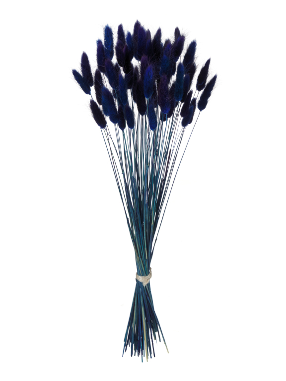 Лагурус тёмно-синий высший сорт - 60 шт