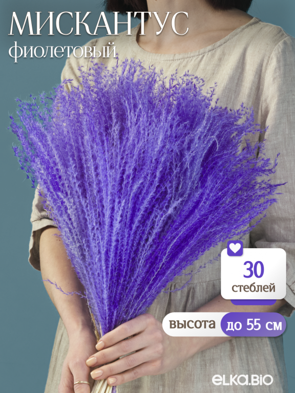 Мискантус фиолетовый 30 шт. Высший сорт М043