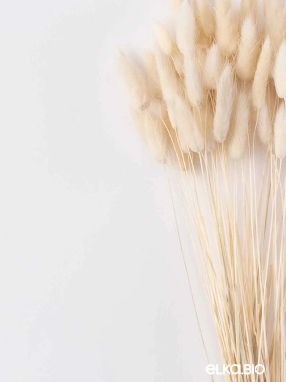 Лагурус белый высший сорт - 60 шт