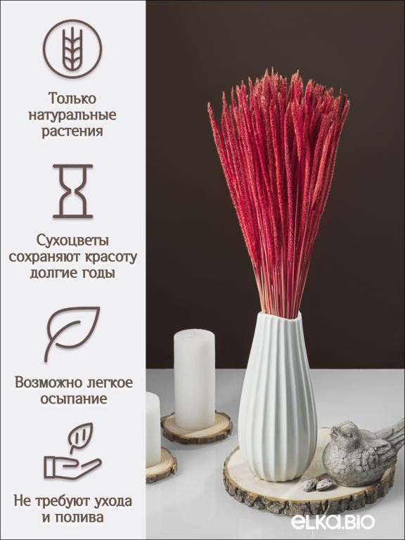 Алопекурус (тимофеевка) красный 150 шт. Высший сорт - до 50 см  М421