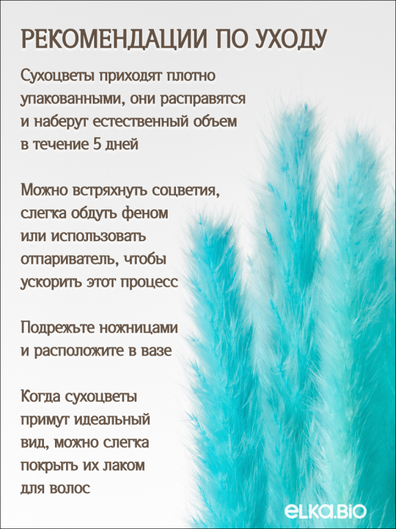 Пампас мини ярко-бирюзовый 15 шт. Высший сорт. Высота 40-50 см. М136