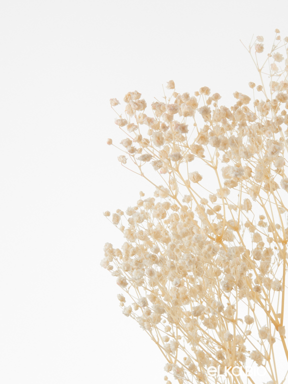 Гипсофила стабилизированная белоснежная 140 гр. высший сорт М157