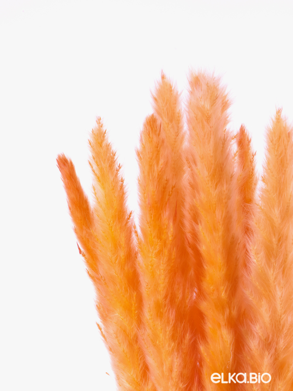 Трава сухоцвет пампас мини 15 шт. оранжевый высший сорт