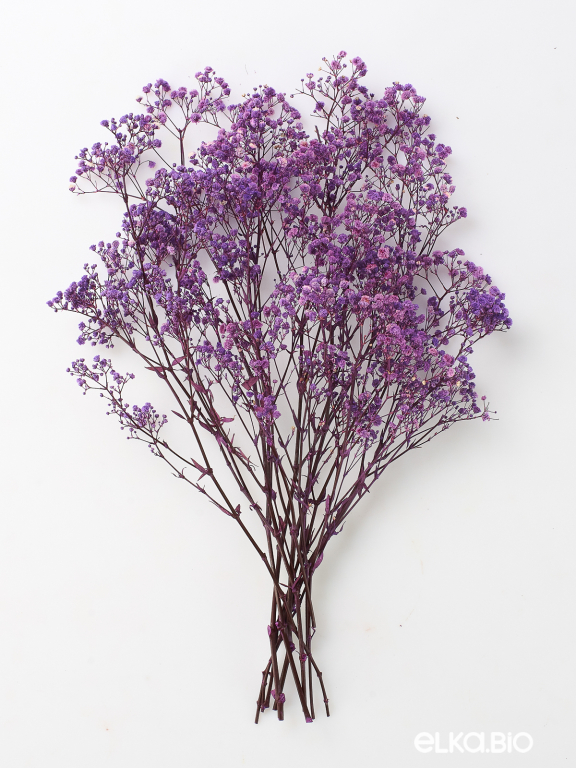 Гипсофила стабилизированная сиреневая 50 гр. высший сорт М178