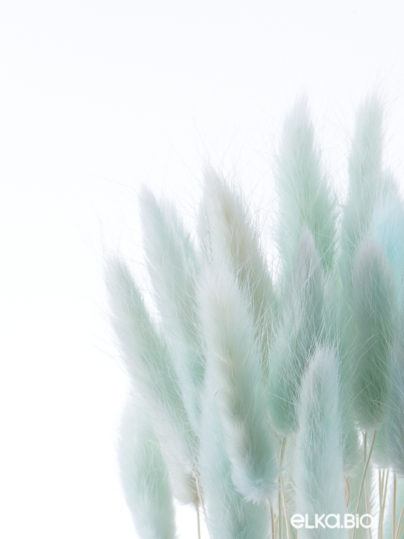 Лагурус светло-бирюзовый первый сорт - 300 шт