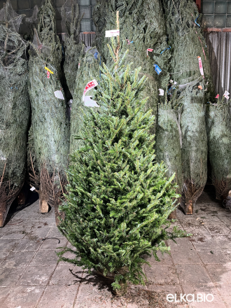 Пихта Фразера срезанная 2.00 - 2.25