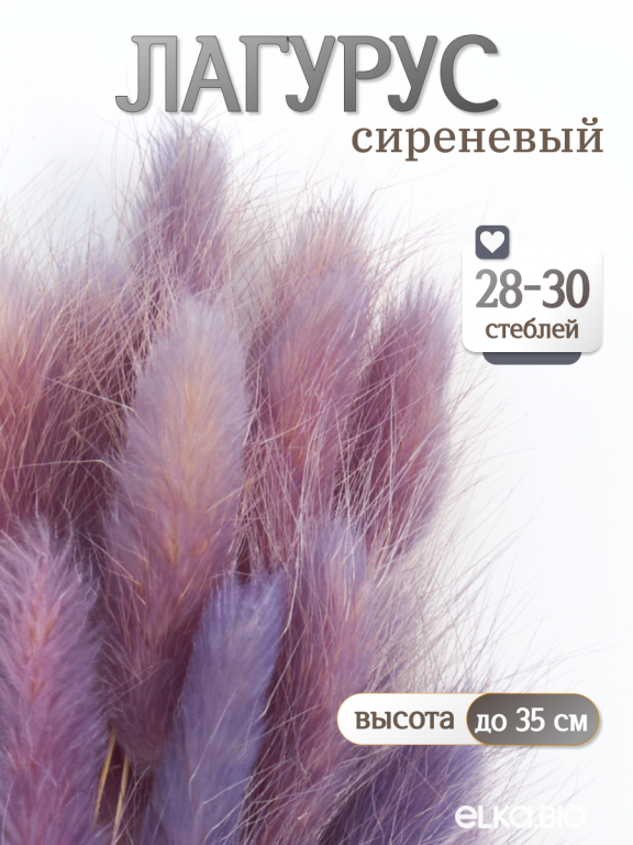 Лагурус сиреневый 30 шт. Высший сорт. Высота 25-35 см М484