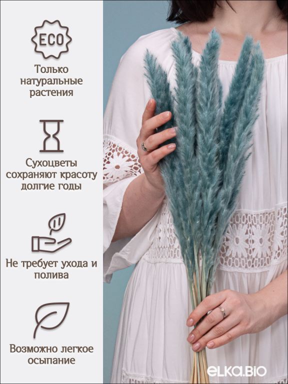 Пампас мини серо-малахитовый 15 шт. Высший сорт. Высота 40-50 см. М138