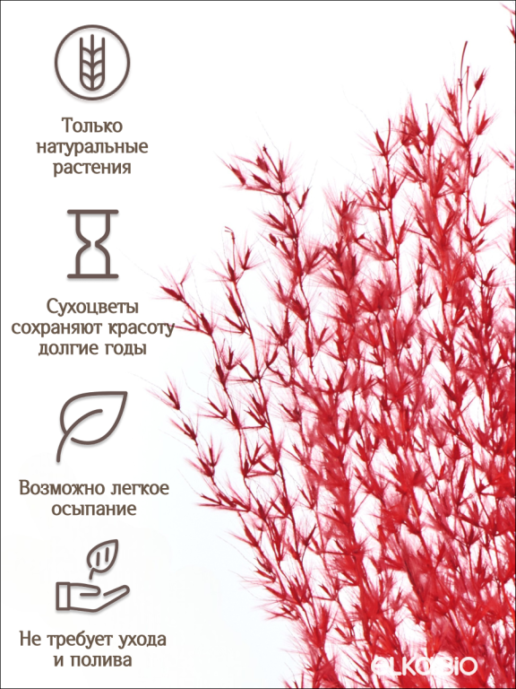 Мискантус бордовый 30 шт. Высший сорт М040