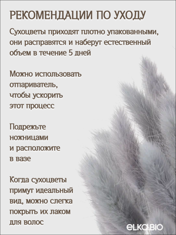 Лагурус серый 30 шт. Высший сорт. Высота 25-35 см М482