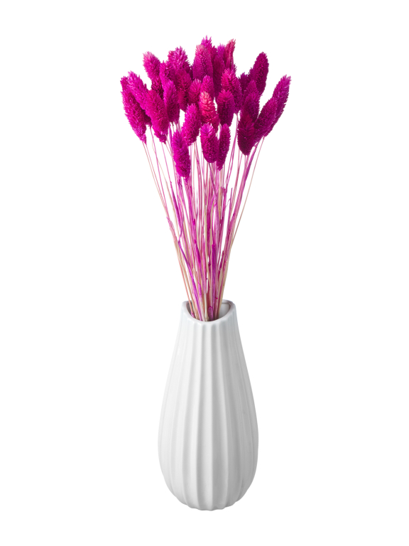 Фалярис фуксия (40шт) М120