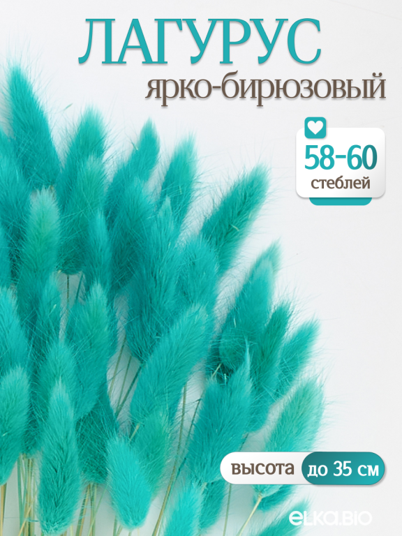 Лагурус ярко-бирюзовый 60 шт. Высший сорт. Высота 25-35 см М244