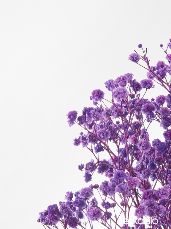 Гипсофила стабилизированная сиреневая 140 гр. высший сорт М166