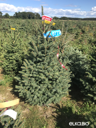 Голубая ёлка в горшке 1.20 - 1.40