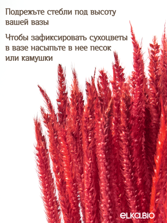 Алопекурус (тимофеевка) красный 150 шт. Высший сорт - до 50 см  М421