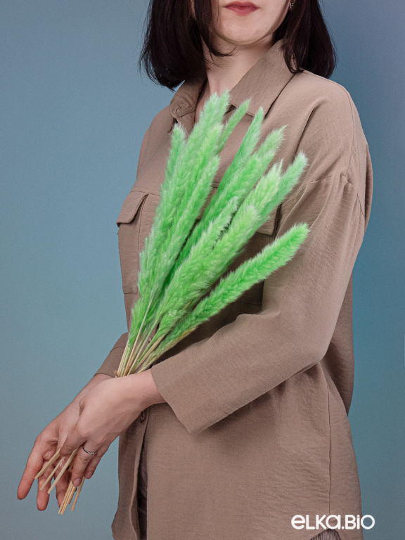 Трава сухоцвет пампас мини 15 шт. салатовый высший сорт