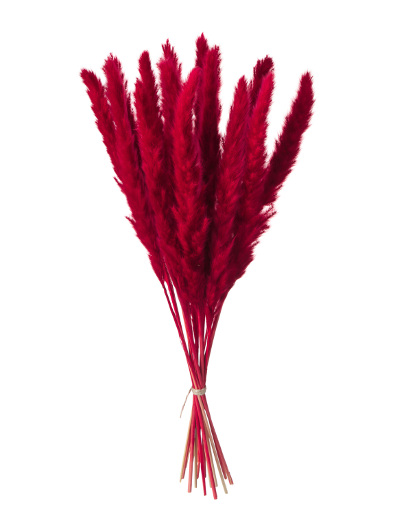 Трава сухоцвет пампас мини 15 шт. тёмно-красный высший сорт