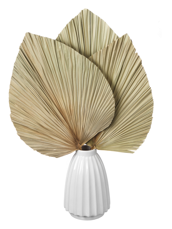 Лист веерной пальмы (3шт) М183