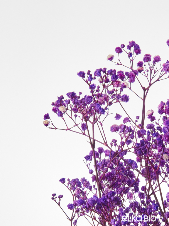 Гипсофила стабилизированная сиреневая 50 гр. высший сорт М178