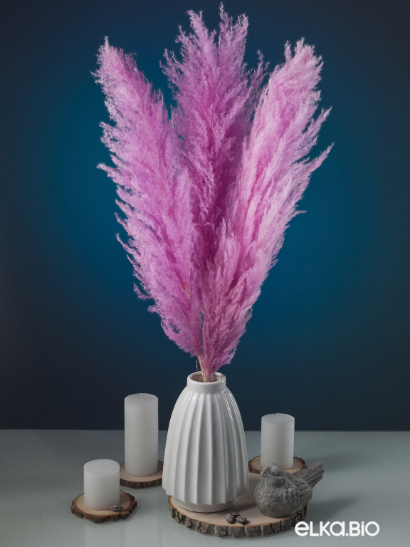 Пампасная трава кортадерия сиреневая (3шт) М156