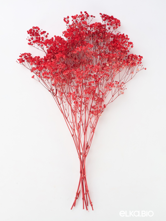  Гипсофила красный 100 - 115 г. Первый сорт - стабилизированная