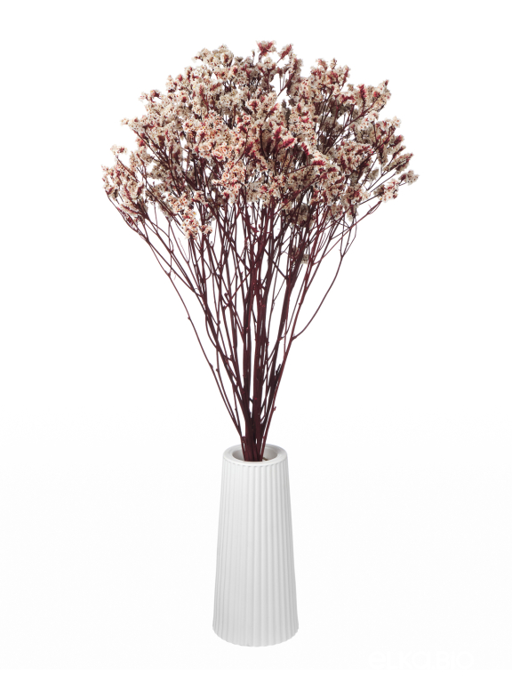 Цветы лимониума белые (80г) М215