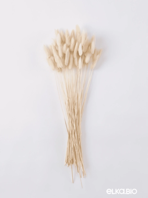 Лагурус белый высший сорт - 60 шт