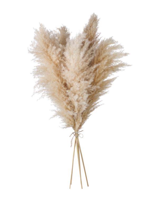 Пампасная трава кортадерия натуральная (5шт) М000 Пампасная трава кортадерия натуральная (5шт) М000