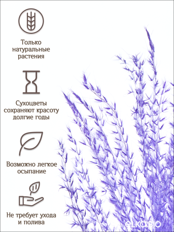 Мискантус фиолетовый 30 шт. Высший сорт М043