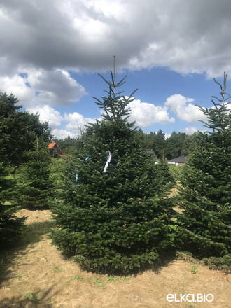 Пихта Нордмана срезанная 3.50 - 4.00