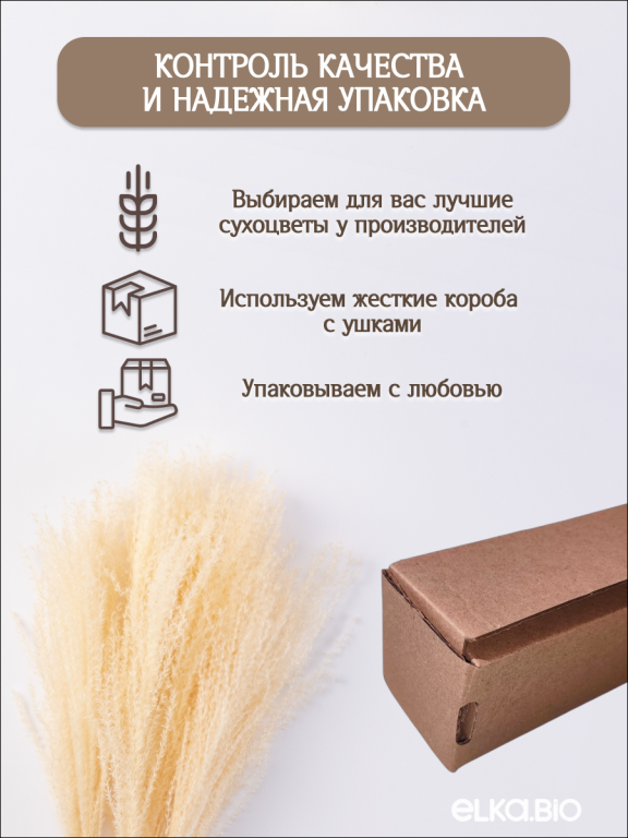 Мискантус светло-бежевый 10 шт. Высший сорт М039
