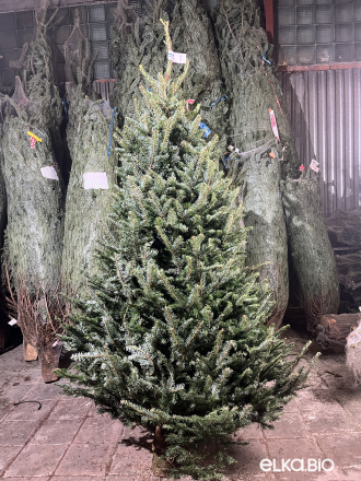 Пихта Фразера срезанная 2.25 - 2.50