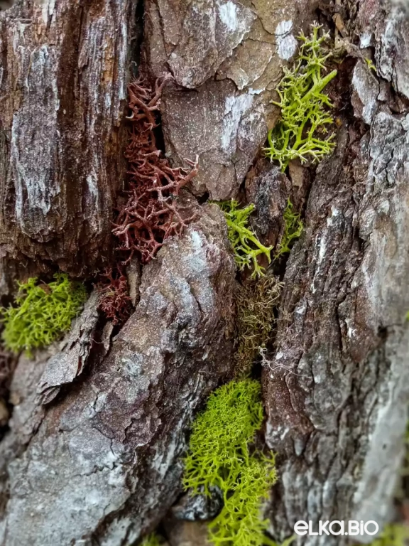 Настольная новогодняя елка из коры и мха Величество природы Т11-В12 Настольная новогодняя елка из коры и мха Величество природы Т11-В12