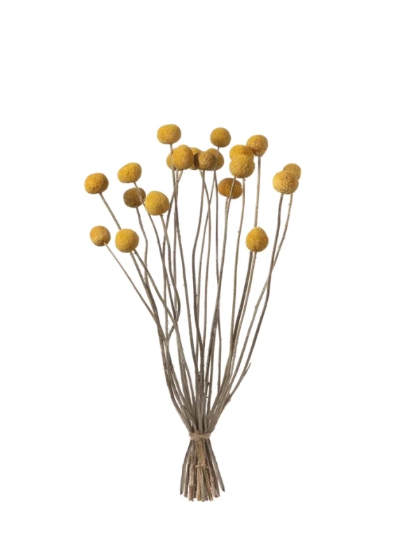 Краспедия (20 шт) 25-35 см М468