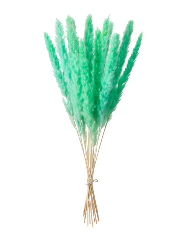 Трава сухоцвет пампас мини 90 шт. зелёно-бирюзовый первый сорт