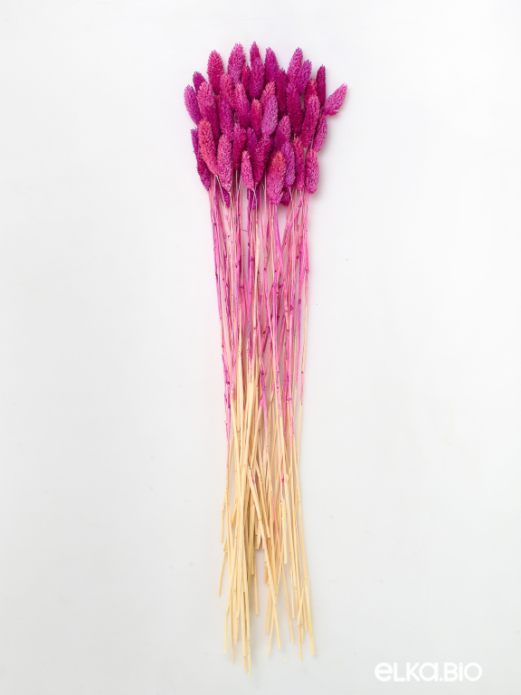 Фалярис фуксия (40шт) М120