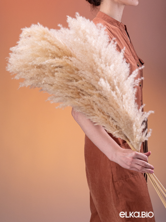 Пампасная трава кортадерия натуральная (5шт) М000 Пампасная трава кортадерия натуральная (5шт) М000