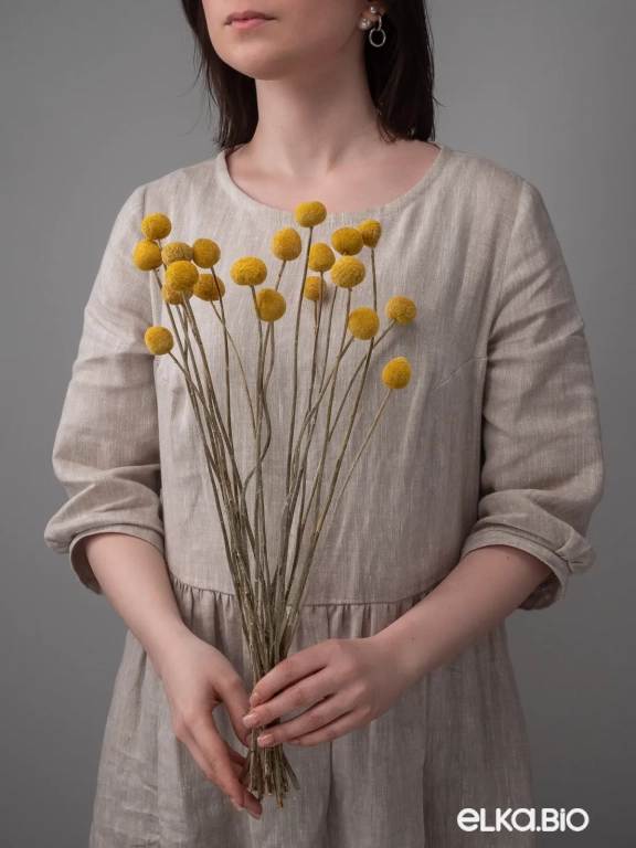 Краспедия сухоцвет (20 шт) М048