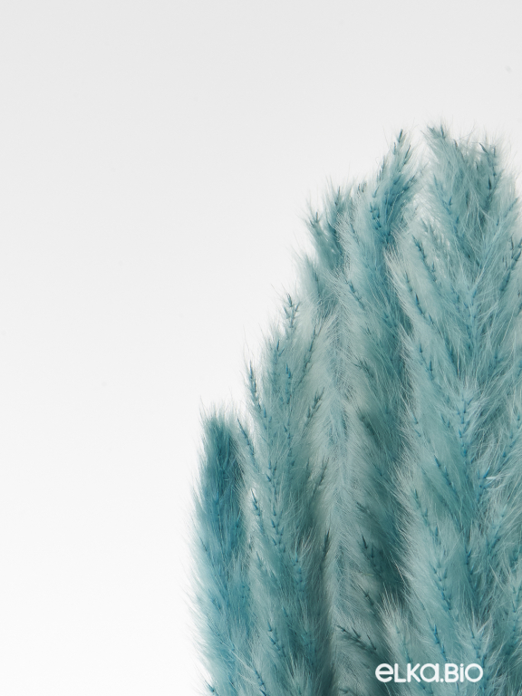 Трава сухоцвет пампас мини 90 шт. серо-малахитовый первый сорт